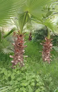 پالم واشنگتن تنه قرمز