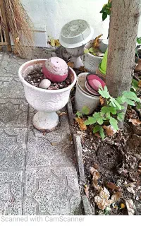 تعدادی گلدان