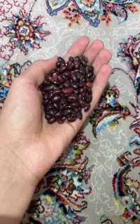 لوبیا قرمز