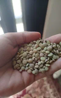 عدس دیم