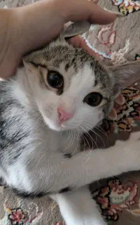 گربه گمشده