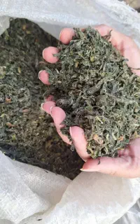 سبزی