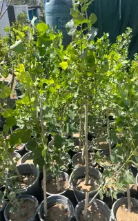 درخت صنوبر سپیدار تبریزی قد یک تا یک نیم ۱۰۰