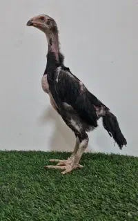 جوجه خروس اوشامو ۵۵ روزه