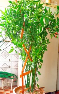 گلهای طبیعی