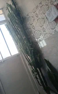 کاکتوس شیری