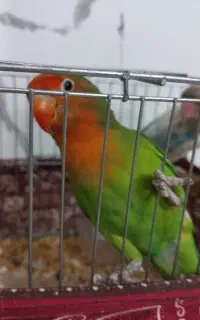 کوتوله