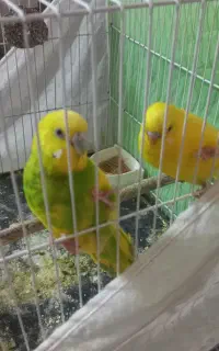 مرغ عشق