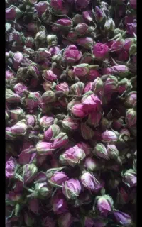 غنچه گل امسال تازه ومعطر با قیمت عالی