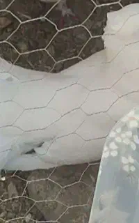 کبوتر دم چتری ماده گم شده