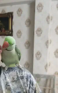گمشده شاه طوطی مژدگانی میدم