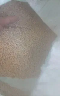 دان کبوتر