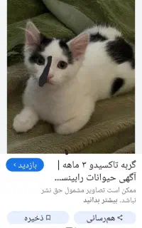 گربه گمشده