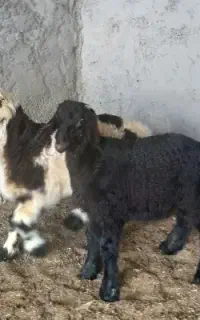 ۶عدد بره نر و دوکهره نر