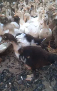 جوجه اردک‌ ۶۰
