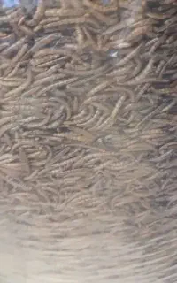 میلورم زنده و خشک