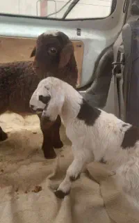 بره شیری