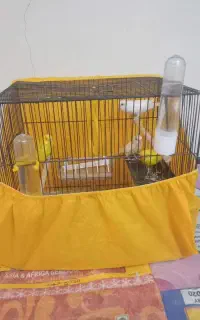 مرغ عشق