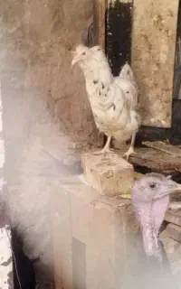 مرغ گلین بوقلمون