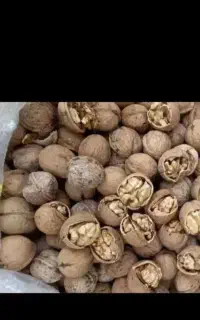 گردو