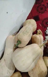 کدو حلوایی