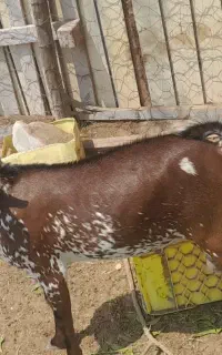 کهره نری داشتی و گوشتی