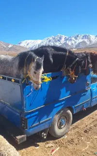 خریدوفروش اسب پالانی