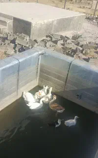 غوقاز اصل اوکراینی جوانه جوان و خروس اصل برهما