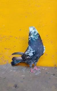 کبوتر پرشی ناب