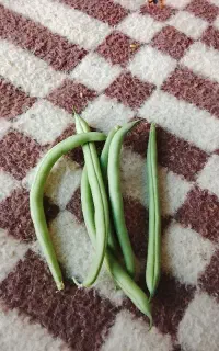 لوبیا سبز