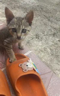 بچه گربه ملوس