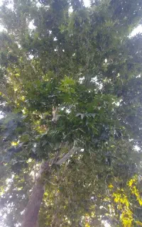 اکیپ مجرب میوه چینی حرفه ای