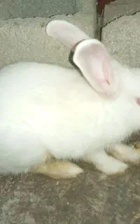 خرگوش
