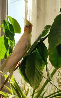 فروش عروس هلندی