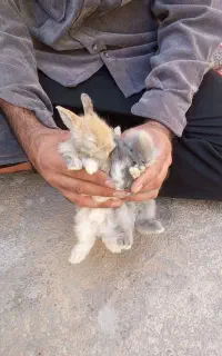 خرگوش کوچولو