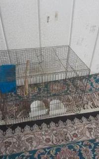 قفس پرنده