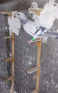 شامی پولک نر