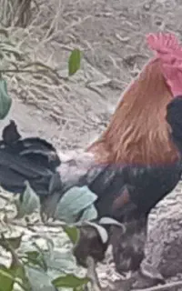 خروس