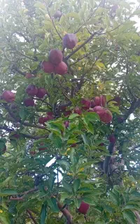 بع تعداد کارگر ساده واسه چیدن سیب درختی