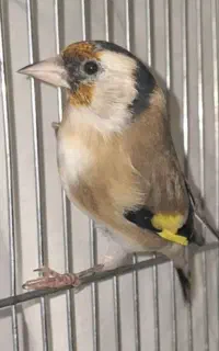 سهره ماده اماده