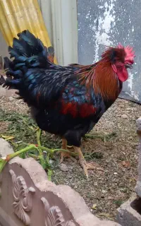 خروس