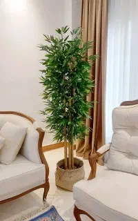 درختچه تزیینی بامبو
