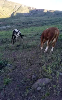 دو گوساله یک نر یک ماده