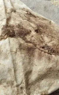 پوست