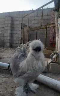 تخم مرغ ابریشمی