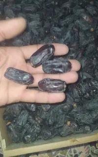 خرمای ربی ماشکید
