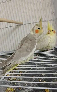 جوجه عروس هلندی