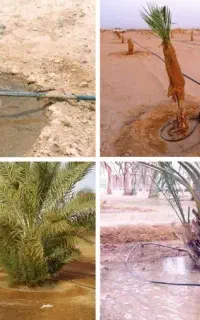 آبیاری قطره ای