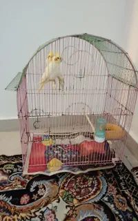 عروس هلندی