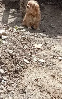 سگ پاکوتا